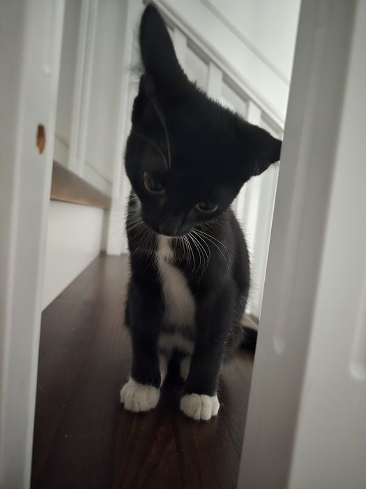 Котёнок 2,5 месяца. Чистый .