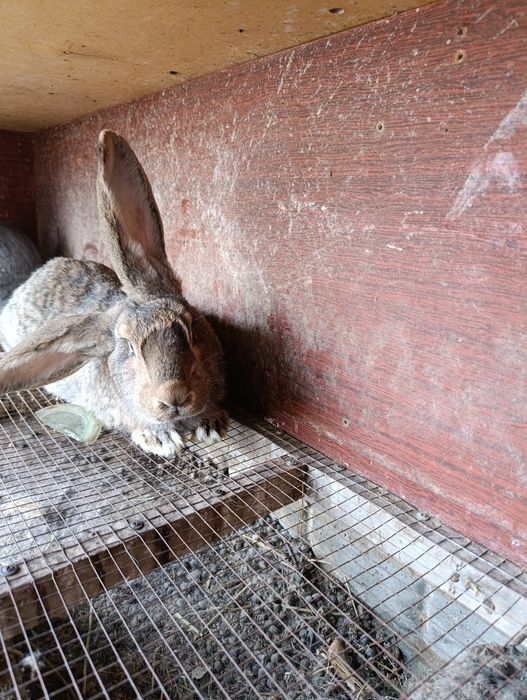 Продаются кролики самка 1 год 290.000 сум самец 7 месяцев 110.000 сум