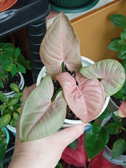 Продам цветы комнатные