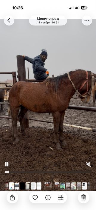 Продам лошадь(кунан)