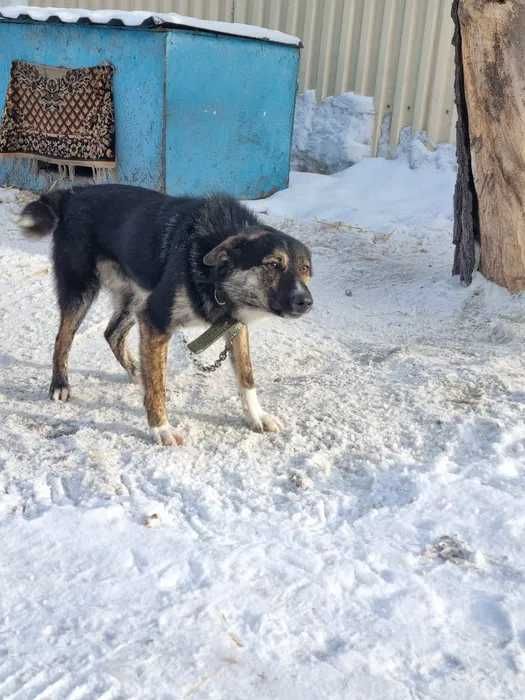 Дарю в добрые и ответственные руки