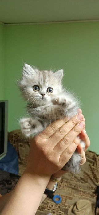 Британец котенок