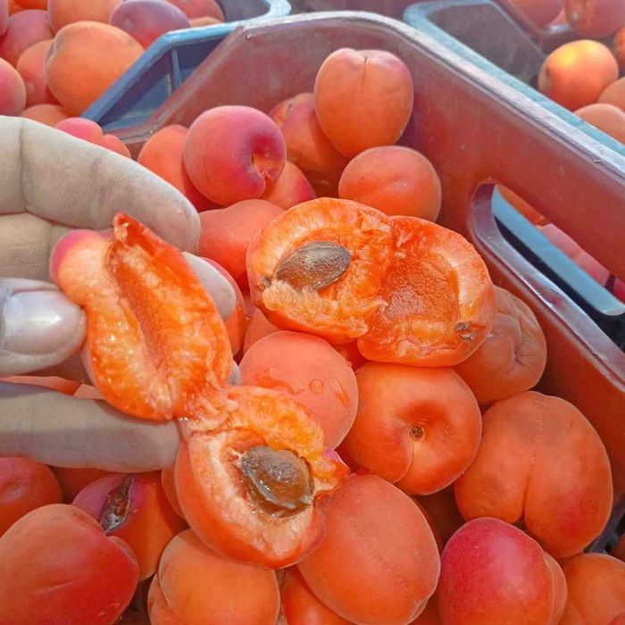 Caise bune pentru palincă țuică, dulci și bine coapte, livrare rapidă la domiciliu