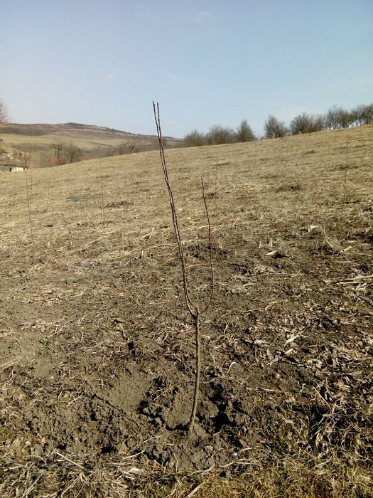 Vand teren pentru casa vacanta si cabane