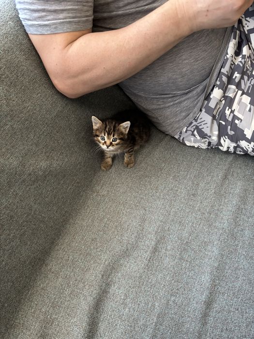 Бесплатно отдам котенка в доьрые руки