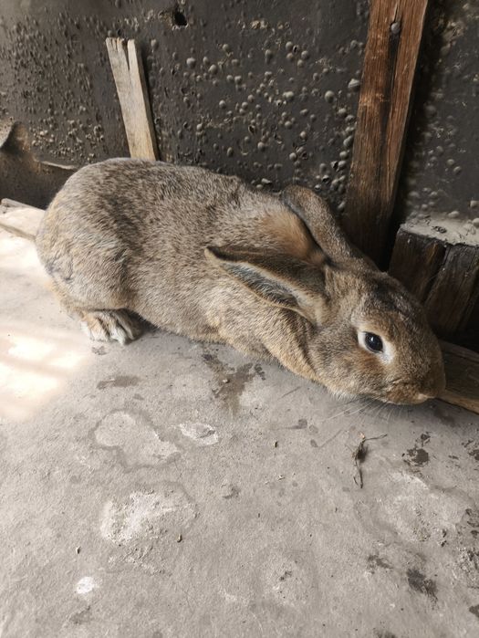 Продаем кроликов или обмен