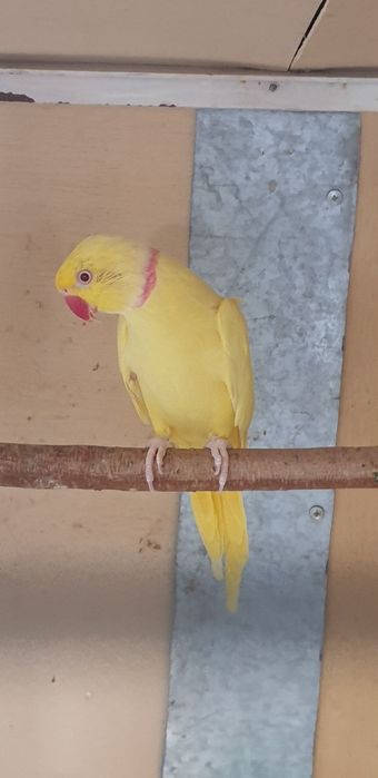 Papagali micul alexandru pereche matură