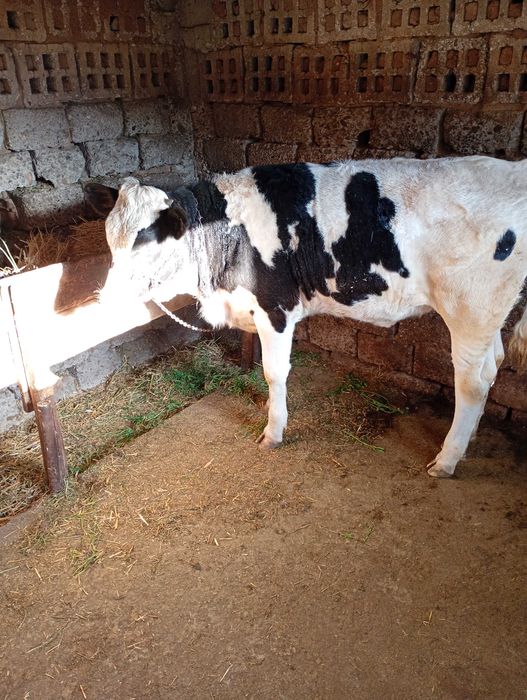 Vițea de vânzare în județul olt