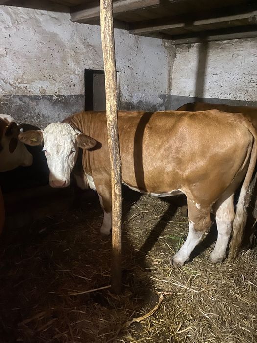 Jurinca de un an și opt luni gestantă în 3 luni provine din mama foarte bună de lapte 8800 lei tel 0748527431