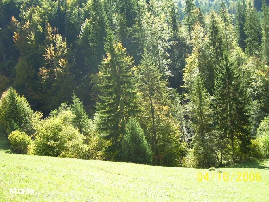 Teren Dambovicioara 6000 mp Ideal Investitie