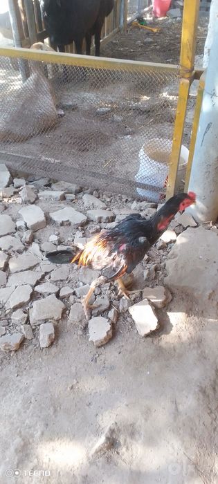Dakan xoroź sotiladi
