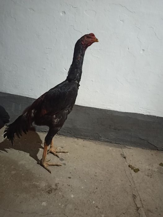 20-aprelda chiqqan joʻjalar sotiladi hali qichqirmagan