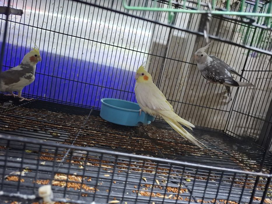 В продаже Птицы и грызуны