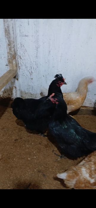 Продам куры срочно 3шт