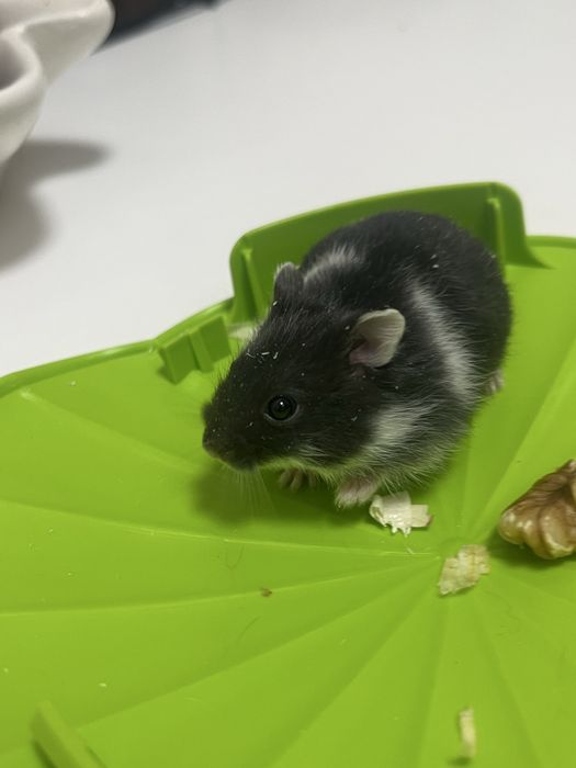 Vand pui de hamster pitic 35 lei bucata