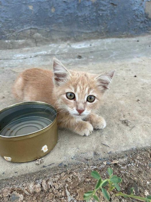 котенок в добрые руки