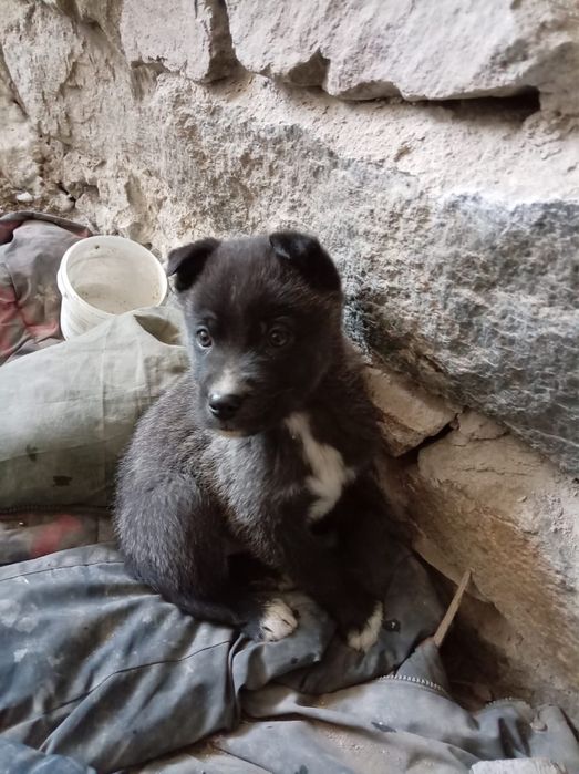 Отдам Щенят 2 месяца