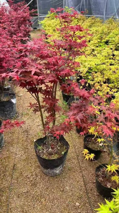 Клен японский артопурпуреа