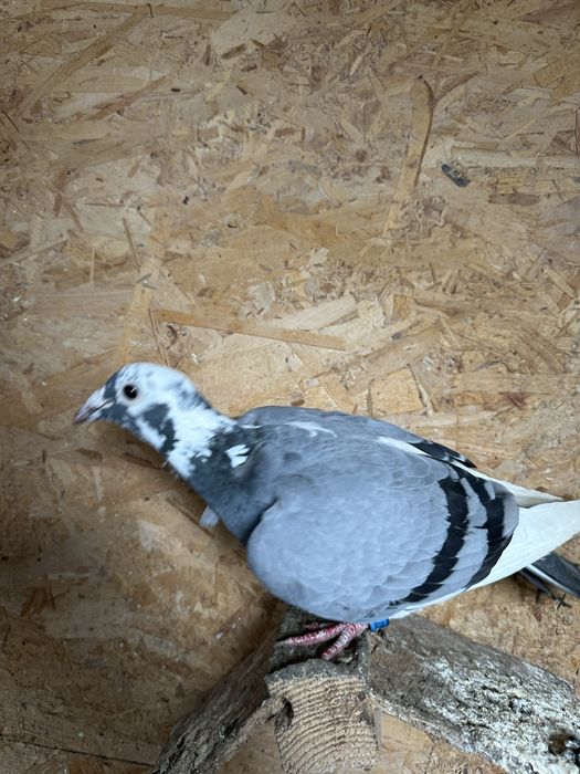 Porumbei voiajori cu pedigree