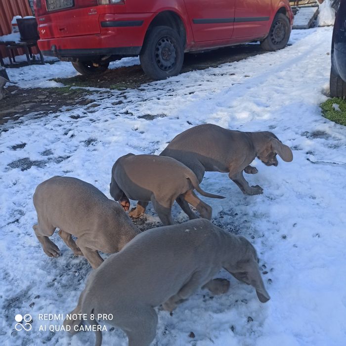 Продавам малки кучета Ваймаран