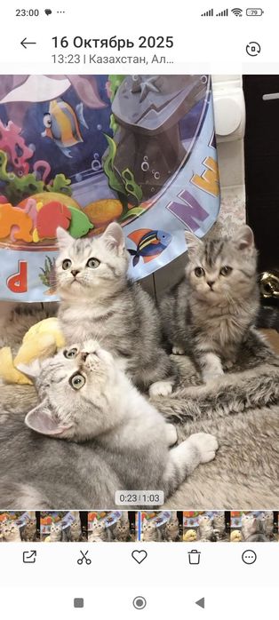 Самые красивые брит тоанские котята