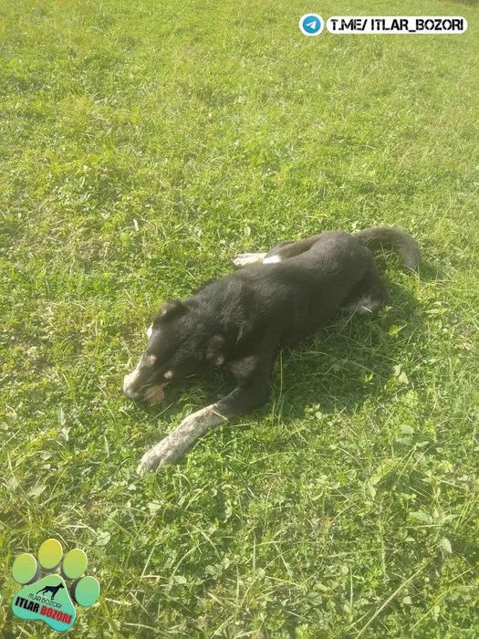 1 yosh alabay hayotda rasmdakidan farq qiladi juda kattarib ketgan