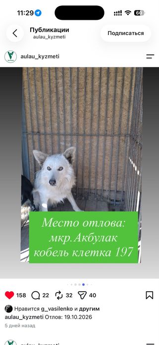 Срочно добрым собаки породистые и дворовые