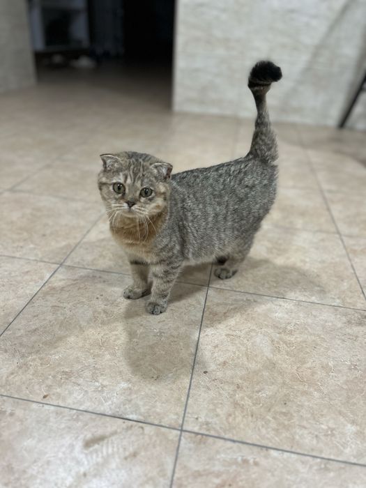 Продаются кошки.