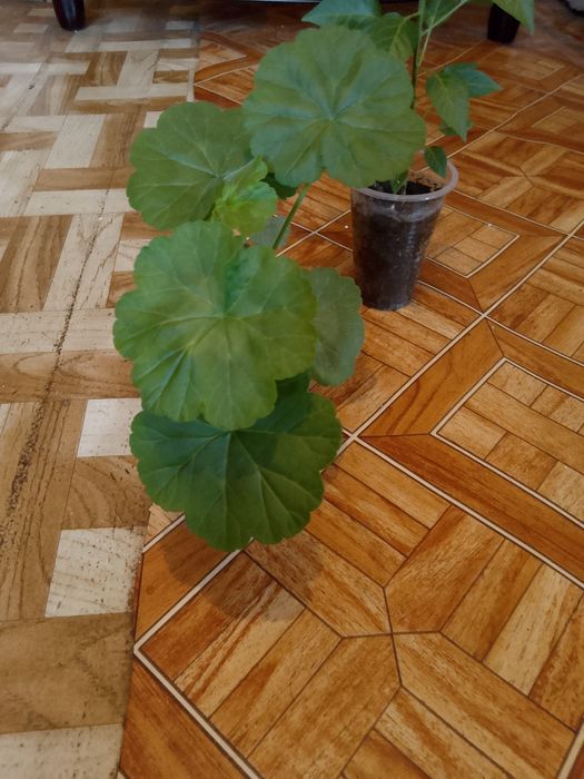 Цветы .комнатные.