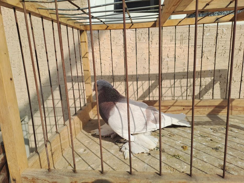 Голубь молодой ,на гребле