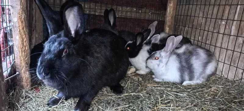 куйонлар сотилади арзонга