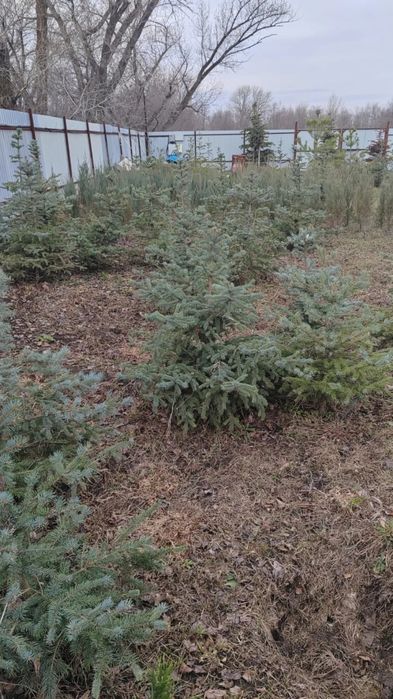 Продаются хвойные и плодовые деревья