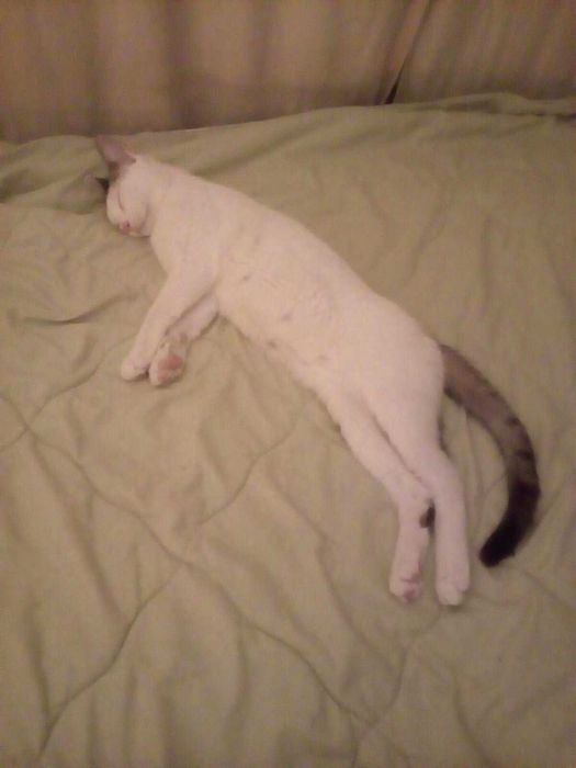 Подарявам мъжко котенце