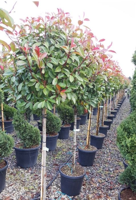 Photinia Globulară Red Rubin la ghiveci