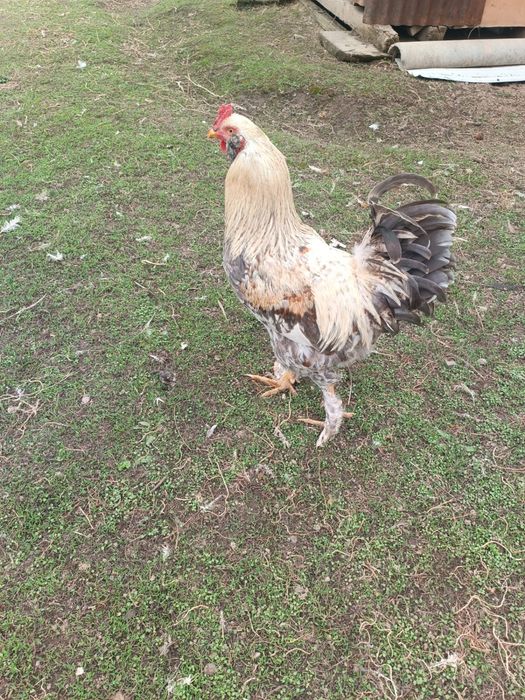 Петухи домашние петухи