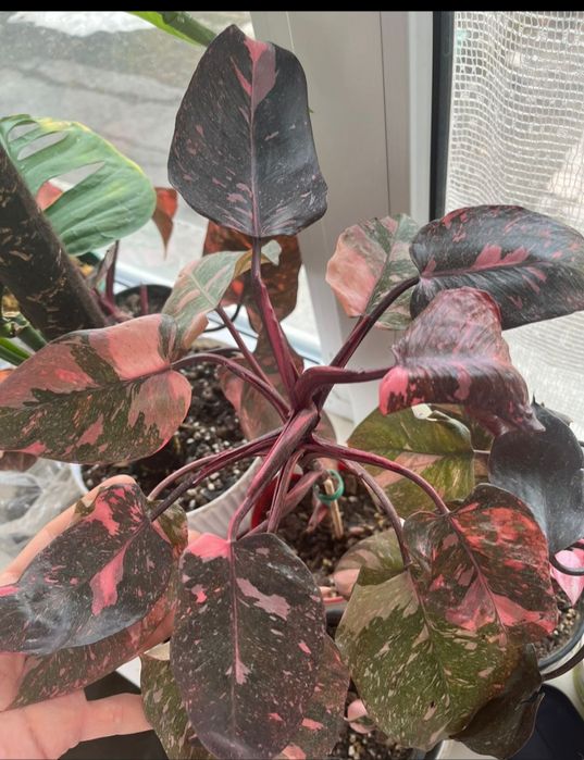 Филодендрон розовая принцесса галакси