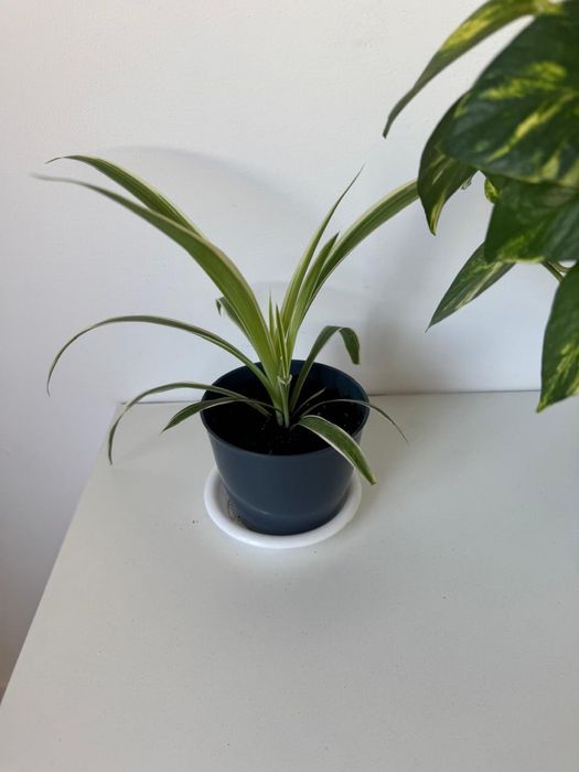 Продам цветы писать в ватсап