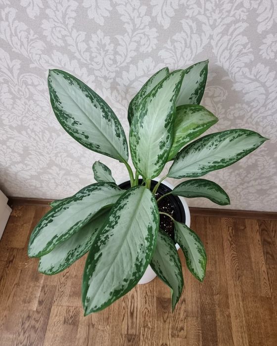 Аглаонема Сильвер Бей