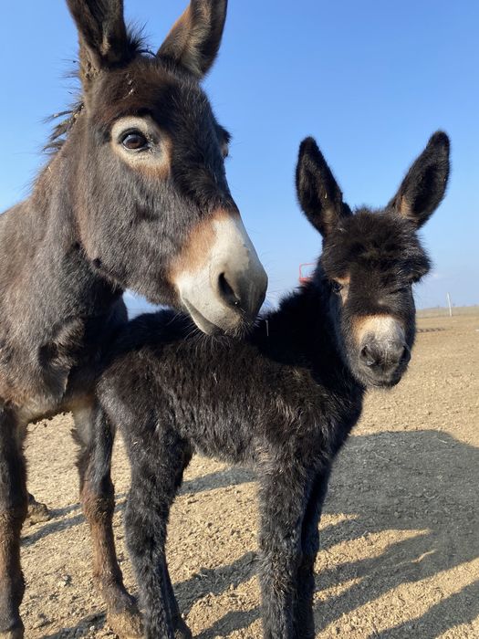 Lapte de magarita CRUD