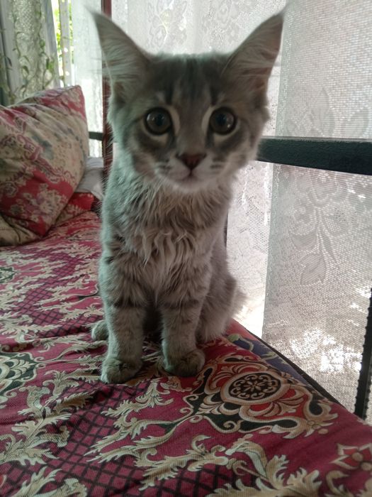 Отдам  даром котика