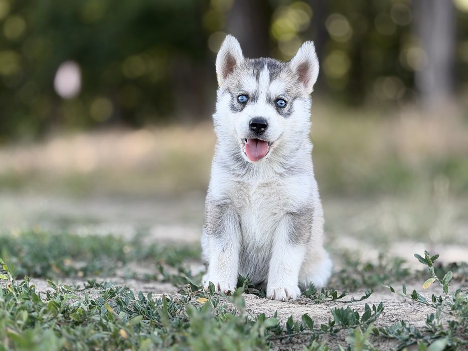 husky • Anunturi gratuite • OLX.ro