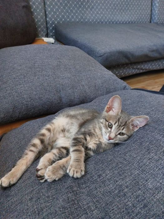 Отдам малышку в добрые руки