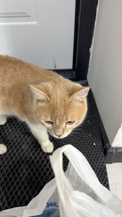 Отдам прямоухого кота по личным обстоятельствам