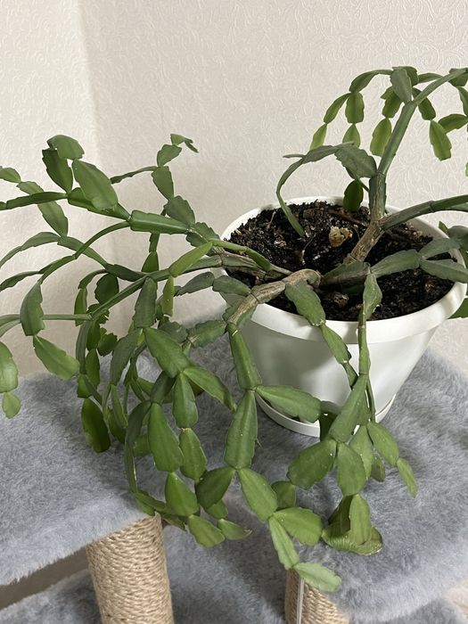 Продам цветок декабрис