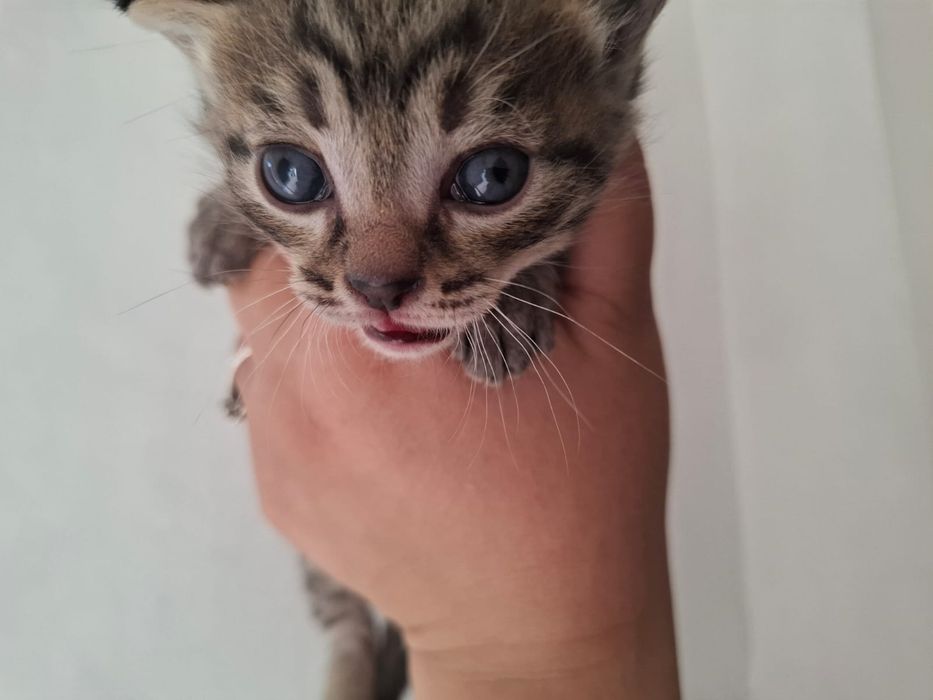 Отдам в добрые руки