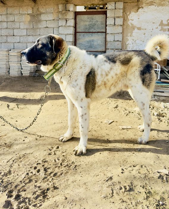 Алабай сатылады( продам Алабай)