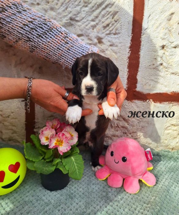 Малки сладки кокерчета