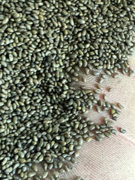 Люцерна смена жоңышқа туқым