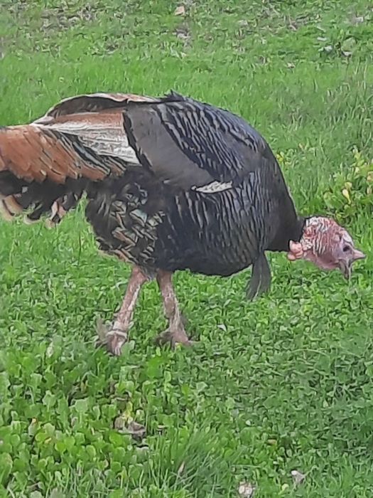 Пуйки се продават