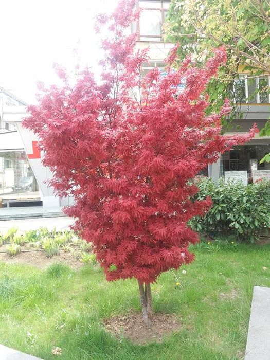 Японски клен - Ацер Студоустойчив Налични 5 вида